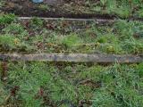 image of grave number 790674